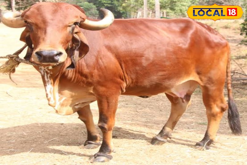 गिरा 