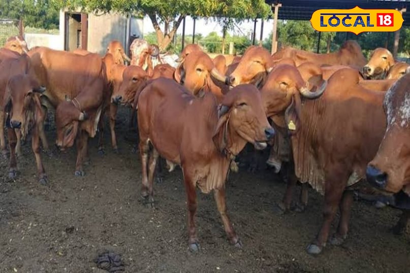 गिरा गिरा