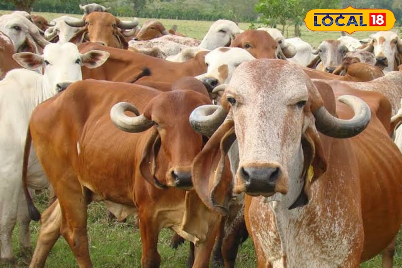 गिरा गिरा