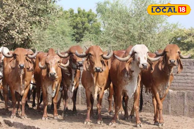 गिरा गिरा