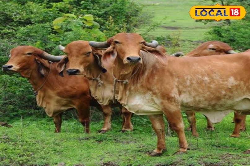 गिरा 