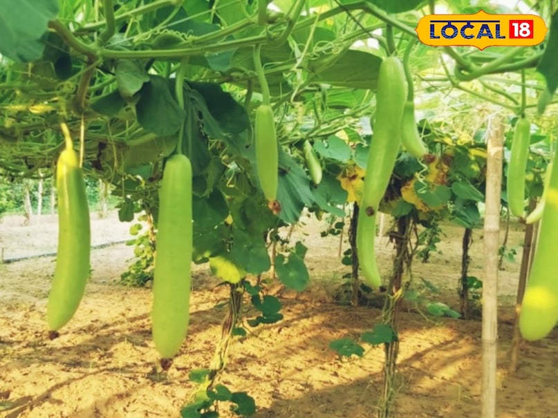 Bottle gourd Bottle gourd