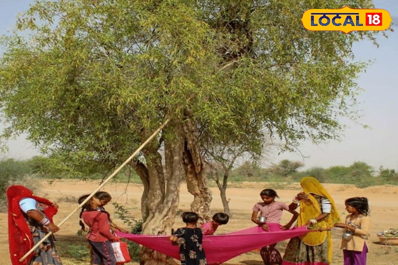 यह फल रेगिस्तान का वरदान है: महिलाओं के हार्मोन संतुलन, बच्चों की हड्डियों और बुजुर्गों के स्वास्थ्य के लिए फायदेमंद यह फल रेगिस्तान का वरदान है: महिलाओं के हार्मोन संतुलन, बच्चों की हड्डियों और बुजुर्गों के स्वास्थ्य के लिए फायदेमंद