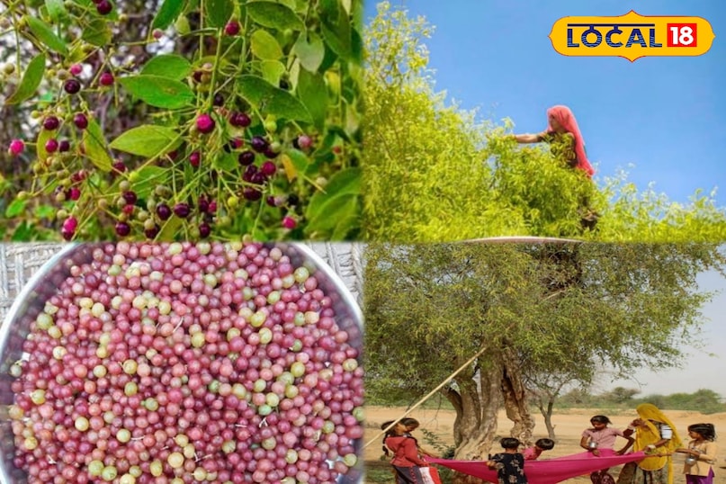यह फल रेगिस्तान का वरदान है: महिलाओं के हार्मोन संतुलन, बच्चों की हड्डियों और बुजुर्गों के स्वास्थ्य के लिए फायदेमंद यह फल रेगिस्तान का वरदान है: महिलाओं के हार्मोन संतुलन, बच्चों की हड्डियों और बुजुर्गों के स्वास्थ्य के लिए फायदेमंद
