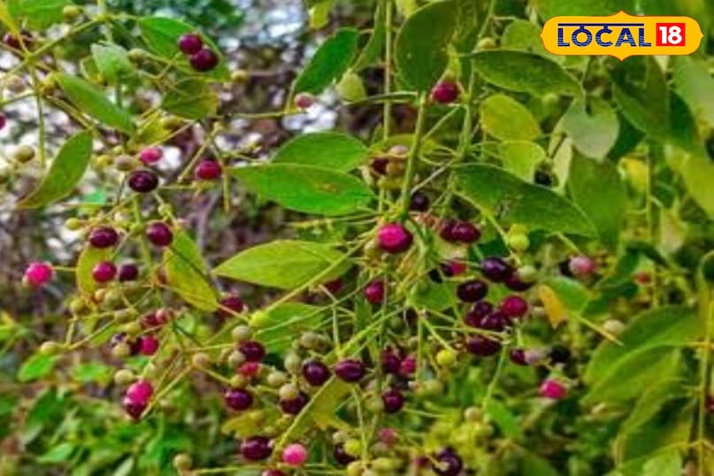 यह फल रेगिस्तान का वरदान है: महिलाओं के हार्मोन संतुलन, बच्चों की हड्डियों और बुजुर्गों के स्वास्थ्य के लिए फायदेमंद यह फल रेगिस्तान का वरदान है: महिलाओं के हार्मोन संतुलन, बच्चों की हड्डियों और बुजुर्गों के स्वास्थ्य के लिए फायदेमंद
