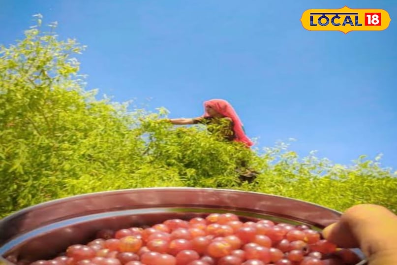 यह फल रेगिस्तान का वरदान है: महिलाओं के हार्मोन संतुलन, बच्चों की हड्डियों और बुजुर्गों के स्वास्थ्य के लिए फायदेमंद