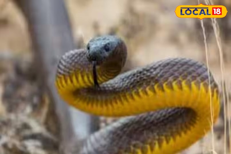 फुर्तीला 