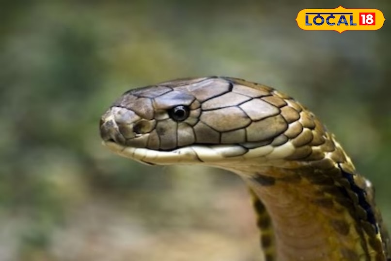 जहरीला जहरीला
