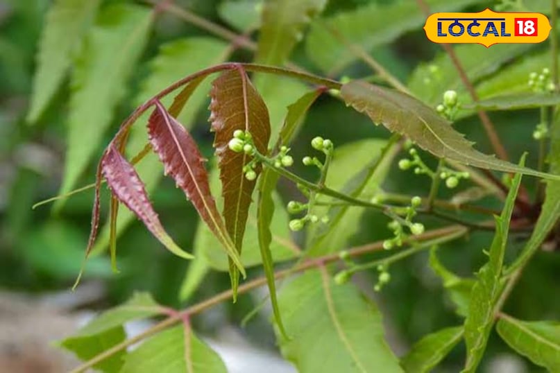स्थानीय 18 