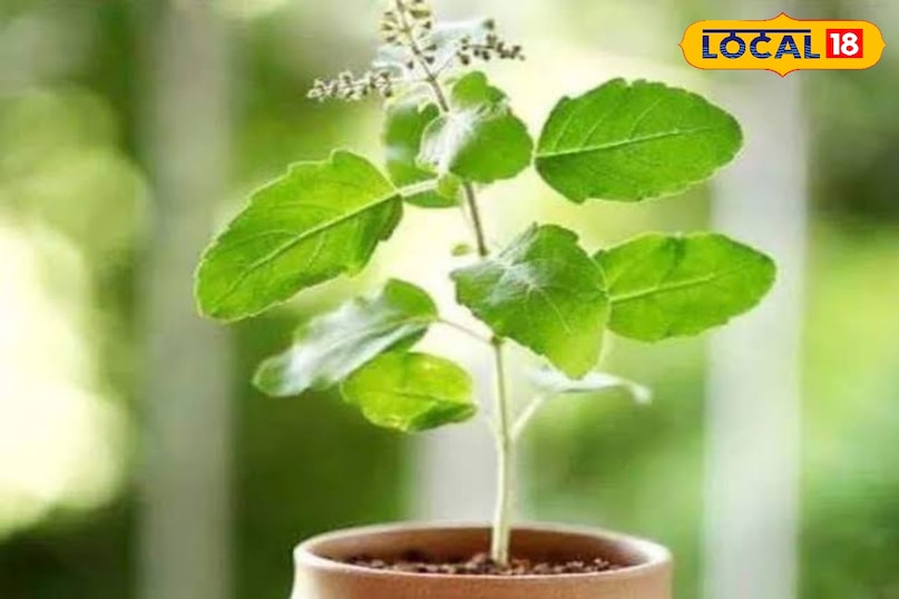 स्थानीय 18 स्थानीय 18