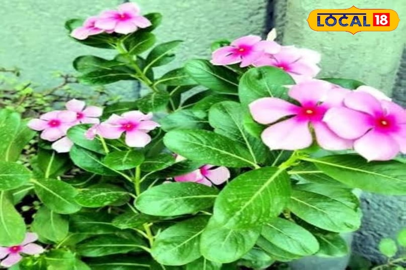 स्थानीय 18 