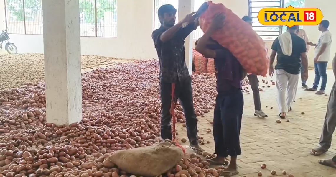 आलू किसान न बनें नादान, एक गलती से हो सकत है भारी नुकसान, जानिए असली वजह