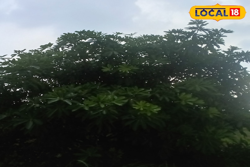 Work plant beneficial for health diesel plant health tips Amethi Uttar Pradesh News 18 Hindi