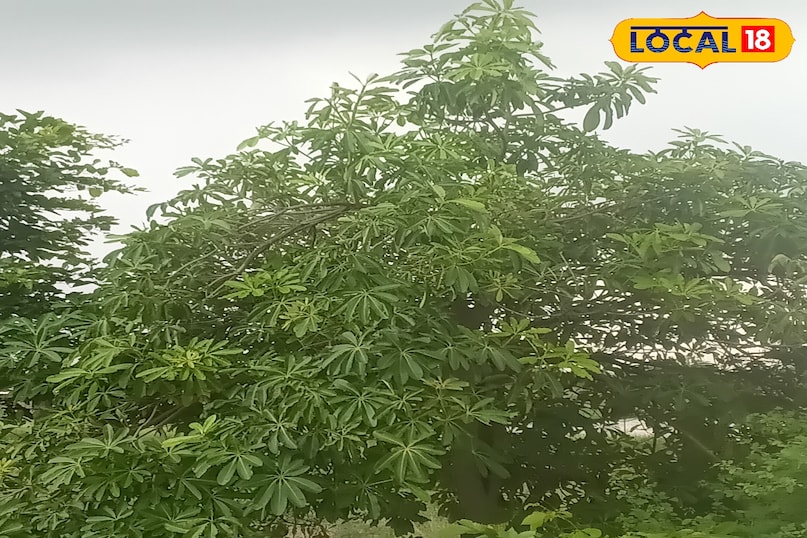 Work plant all parts useful beneficial plant beneficial Amethi Uttar Pradesh News 18 Hindi