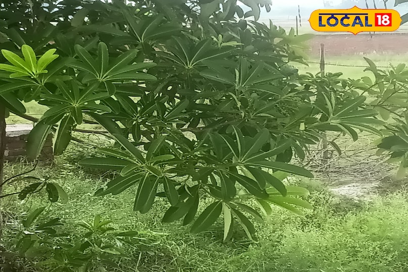Work plant beneficial for health diesel plant health tips Uttar Pradesh Amethi News 18 Hindi