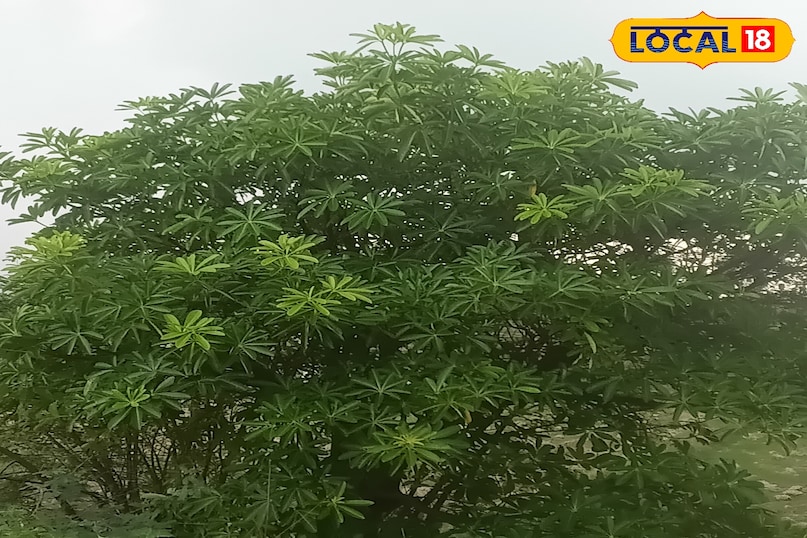 Work plant all part beneficial beneficial plant health tips for useful health Amethi Uttar Pradesh News 18 Hindi