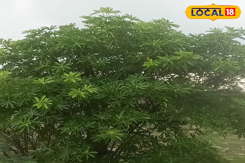 Work plant all parts beneficial for useful health, Diesel Plant Health Tips Amethi Uttar Pradesh News 18 Hindi