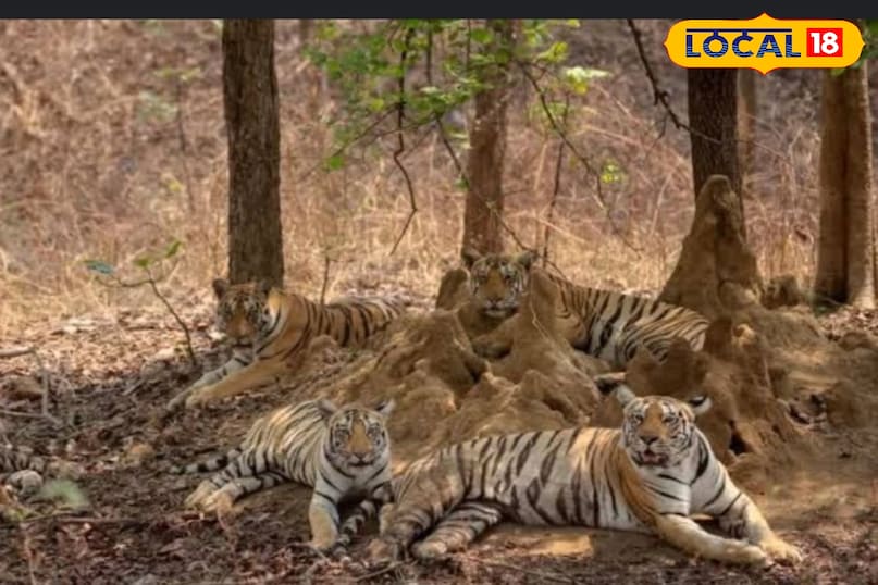 मौसी बाघिन के संरक्षण में शिकार करते हैं उसके शावक. मौसी बाघिन के संरक्षण में शिकार करते हैं उसके शावक.