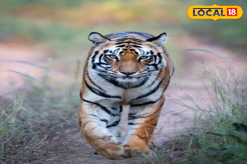 नए टाइगर रिजर्व में मौसी बाघिन का राज. नए टाइगर रिजर्व में मौसी बाघिन का राज.