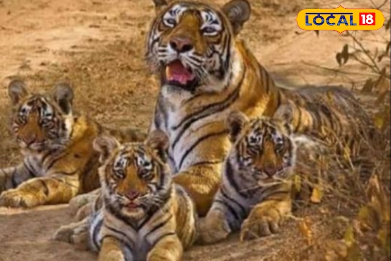 पर्यटकों की निगाह सिर्फ मौसी पर. पर्यटकों की निगाह सिर्फ मौसी पर.
