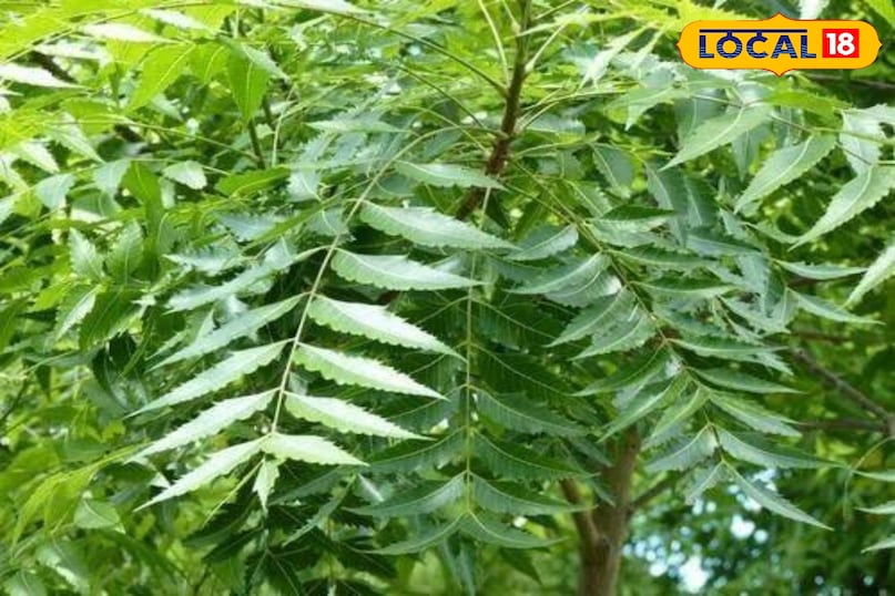 समाचार 18 