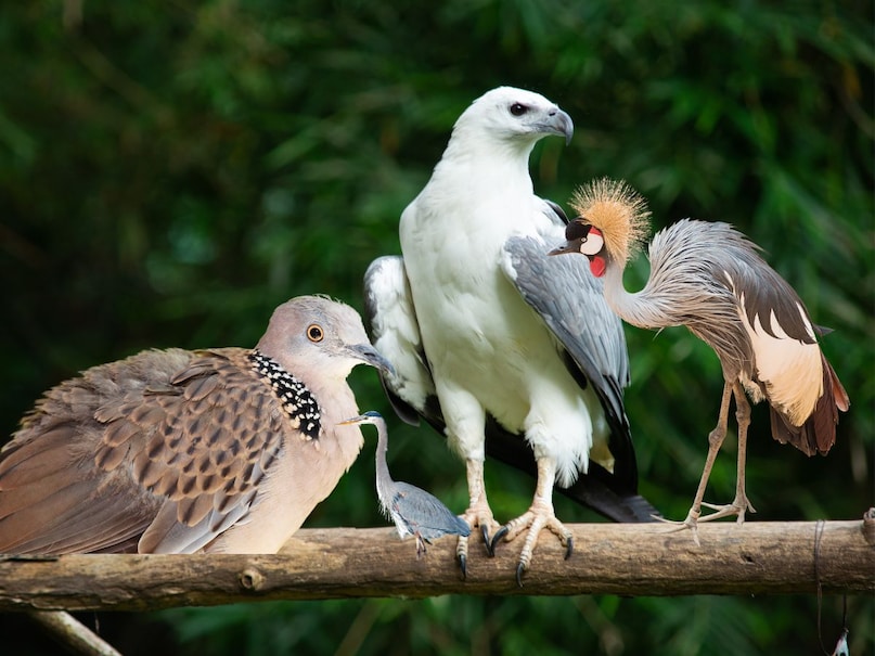 You will be surprised to know that some birds are also pure vegetarian. Two to three percent of bird species are vegetarian. According to the animal spot, these vegetarian birds have special types of beaks so that they can tear and eat the parts of the plants. Their digestive system contains micro-organisms that help digest the complex carbohydrates found in trees and plants. You will be surprised to know that some birds are also pure vegetarian. Two to three percent of bird species are vegetarian. According to the animal spot, these vegetarian birds have special types of beaks so that they can tear and eat the parts of the plants. Their digestive system contains micro-organisms that help digest the complex carbohydrates found in trees and plants.