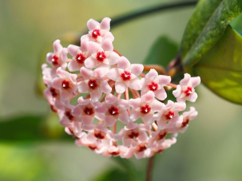 Wax plant Wax plant