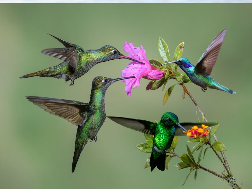 Humingbird: Small, fast and colorful hummingbirds survive on the juice of flowers leaves. Their thin and needle -like beak is suitable for reaching and eating deep within flowers. They are very beautiful to see. The largest vegetarian bird ever is Common Austrich, which is also the largest living bird today. Along with this, the smallest vegetarian bird is B Humingbird, which is also the smallest bird in the world. Canva Humingbird: Small, fast and colorful hummingbirds survive on the juice of flowers leaves. Their thin and needle -like beak is suitable for reaching and eating deep within flowers. They are very beautiful to see. The largest vegetarian bird ever is Common Austrich, which is also the largest living bird today. Along with this, the smallest vegetarian bird is B Humingbird, which is also the smallest bird in the world. Canva