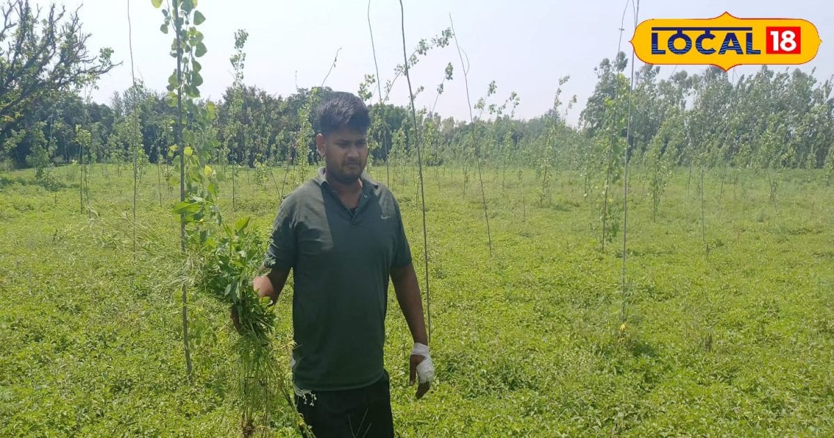 आर्मी और पुलिस में हुए असफल, फिर शुरू की खेती… लगाया हरी मिर्च, टमाटर, धनिया और मेंथा; अब सालाना कमा रहे 25 लाख