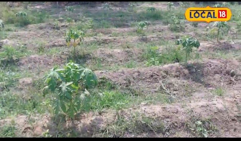 इस तरीके से तैयार करें जीवामृत, बढ़ जाएगी मिट्टी की उर्वरक क्षमता; फसलों में आ जाएगी जान इस तरीके से तैयार करें जीवामृत, बढ़ जाएगी मिट्टी की उर्वरक क्षमता; फसलों में आ जाएगी जान