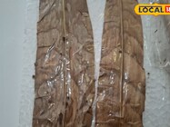 मक्का की खेती करने वाले किसान सावधान, वैज्ञानिकों ने बताए दो खतरनाक रोग