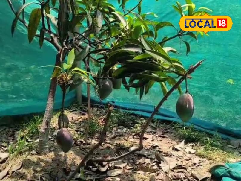 CCTV कैमरा और पहरेदार! इस आम की 24 घंटे होती है रखवाली, लाखों में कीमत CCTV कैमरा और पहरेदार! इस आम की 24 घंटे होती है रखवाली, लाखों में कीमत
