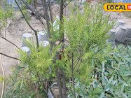 मच्छरों के आतंक से हैं परेशान, तो लगा दें ये टपोरी पौधा; एक बार आजमाकर देखें