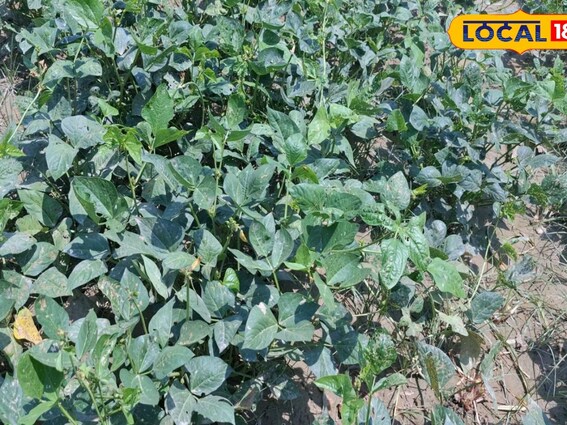 इस फसल की करें खेती, हो जाएंगे मालामाल, तीन गुना ज्यादा होगा मुनाफा