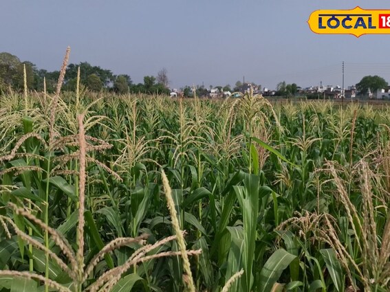 बरसात के लिए मक्के की ये किस्म है बेस्ट, बुवाई से पहले इन बातों का रखें ध्यान