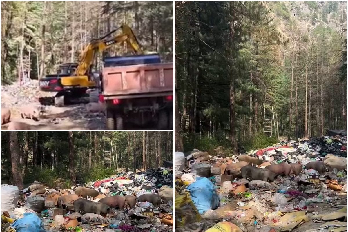 कूड़े के ढेर मुंह मारते सुअर! मिनी इजरायल का हाल देखकर हो जाएंगे शर्मसार