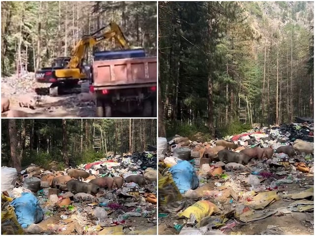 कूढ़े के ढेर, मुंह मारते सुअर और नर्क से भी बदतर…'मिनी इजरायल' का हाल देखकर शर