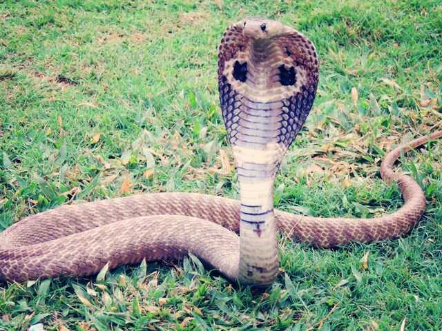 10 cobras found near Mount Everest, how did these snakes reach cold areas