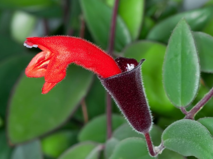 lipstick plant lipstick plant