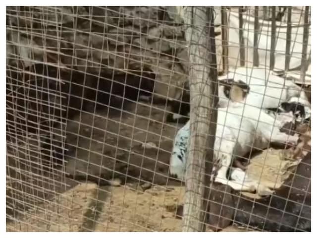 रात की खूनी रात कौन है? जिन्होंने 13 जानवरों को एक साथ मार दिया