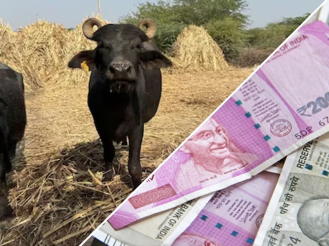 So, 3 Alto car would come! How much did the 'Ladli' give 20 liters of milk sold? So, 3 Alto car would come! How much did the 'Ladli' give 20 liters of milk sold?