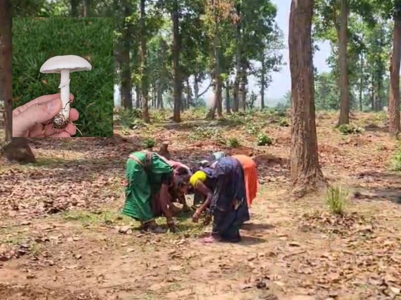Putu mushroom, Putu, Putu chhattisgarh, White Gold Mushroom, white Mushroom, Putu price, Putu recipe, Putu chhattisgarh, Natural Mushroom, Expensive Mushroom, most expensive vegetable, Chhattisgarh most expensive vegetable, पूटु, महंगी मशरूम, छत्तीसगढ़ पूटु, पूटु की कीमत, प्राकृतिक मशरूम, छत्तीसगढ़ समाचार Putu mushroom, Putu, Putu chhattisgarh, White Gold Mushroom, white Mushroom, Putu price, Putu recipe, Putu chhattisgarh, Natural Mushroom, Expensive Mushroom, most expensive vegetable, Chhattisgarh most expensive vegetable, पूटु, महंगी मशरूम, छत्तीसगढ़ पूटु, पूटु की कीमत, प्राकृतिक मशरूम, छत्तीसगढ़ समाचार