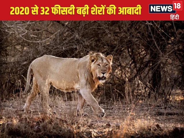 भारत के जंगलों में बढ़ रही शेरों की आबादी, लेकिन विशेषज्ञ क्यों हैं चिंतित? भारत के जंगलों में बढ़ रही शेरों की आबादी, लेकिन विशेषज्ञ क्यों हैं चिंतित?