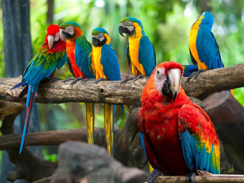 Many parrots related to parrots- Citasiform class are seeds or fruits. Although some parrots are non-vegetarian. But most parrots are vegetarian. Their strong and twisted beak is suitable for breaking seeds and eating fruits. Canva Many parrots related to parrots- Citasiform class are seeds or fruits. Although some parrots are non-vegetarian. But most parrots are vegetarian. Their strong and twisted beak is suitable for breaking seeds and eating fruits. Canva
