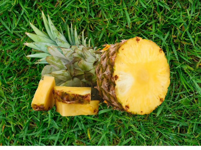 However, most people do not know a special thing about this fruit. Pineapple is the basic fruit of South America. The interesting thing is that sometimes it is also called human meat eating fruit. The reason for this is that pineapple contains citric and malic acid. The combination of both these acids makes it feel like prick on the tongue. Pineapple also contains an enzyme called bromelin which is found in its trunk, leaves and pulp. However, most people do not know a special thing about this fruit. Pineapple is the basic fruit of South America. The interesting thing is that sometimes it is also called human meat eating fruit. The reason for this is that pineapple contains citric and malic acid. The combination of both these acids makes it feel like prick on the tongue. Pineapple also contains an enzyme called bromelin which is found in its trunk, leaves and pulp.