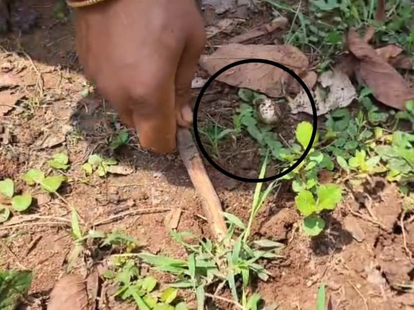Putu mushroom, Putu, Putu chhattisgarh, White Gold Mushroom, white Mushroom, Putu price, Putu recipe, Putu chhattisgarh, Natural Mushroom, Expensive Mushroom, most expensive vegetable, Chhattisgarh most expensive vegetable, पूटु, महंगी मशरूम, छत्तीसगढ़ पूटु, पूटु की कीमत, प्राकृतिक मशरूम, छत्तीसगढ़ समाचार Putu mushroom, Putu, Putu chhattisgarh, White Gold Mushroom, white Mushroom, Putu price, Putu recipe, Putu chhattisgarh, Natural Mushroom, Expensive Mushroom, most expensive vegetable, Chhattisgarh most expensive vegetable, पूटु, महंगी मशरूम, छत्तीसगढ़ पूटु, पूटु की कीमत, प्राकृतिक मशरूम, छत्तीसगढ़ समाचार