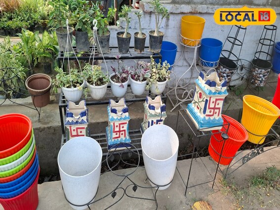 बिना धुआं, बिना खर्चा… ये एक पौधा करेगा मच्छरों का सफाया, जानें कैसे?