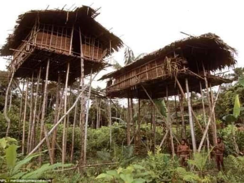 The tribes that meet the outside world after 55000 years ... still live on trees and stay on trees 4