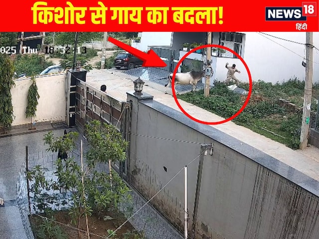 बुलेट सवार लड़के के ऐसे पीछे पड़ी गाय...मानो ले रही हो बदला! बुलेट सवार लड़के के ऐसे पीछे पड़ी गाय...मानो ले रही हो बदला!