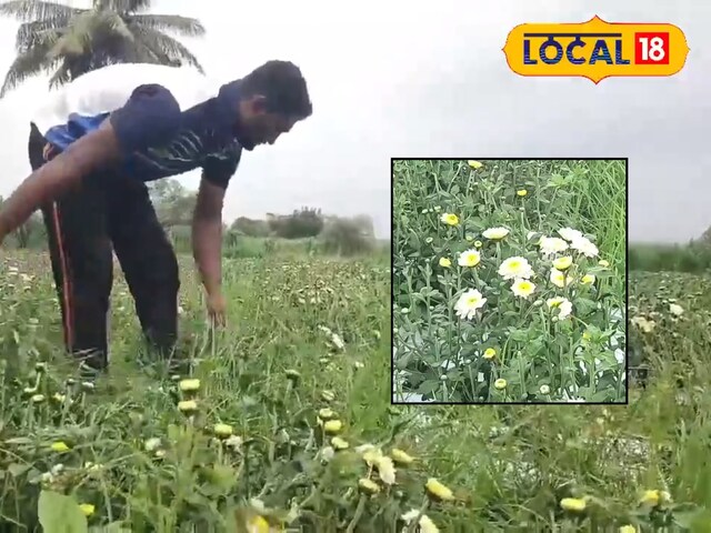 सिर्फ फूल उगाए... और 3 लाख कमा लिए! जानिए इस युवा किसान की स्मार्ट खेती का राज